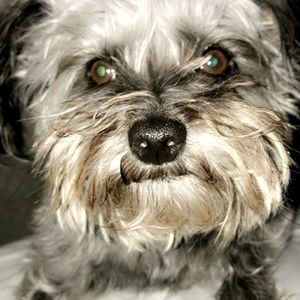 Meet your Posher, Lois